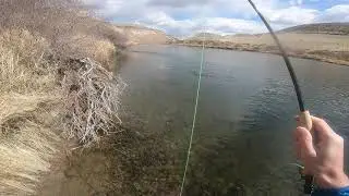 Colorado Gunnison River Fly Fishing Gold Medal Water (3/28/20)