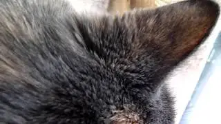 Macka cat with a wolf and the camera