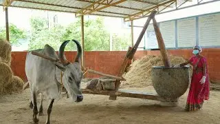 Reviving Tradition: Bull-Driven Oil Extraction by Aayul Kaalam