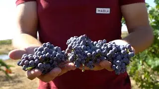 VENDIMIA TINTO 2022 BODEGAS HABLA