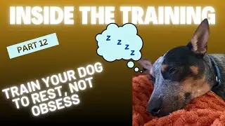 Part 12/Day 4 &ndash; Why a resting dog is a happy dog - Board and Train &ndash; Prescott - #dogtraining