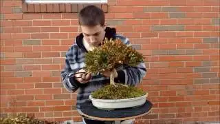 Oak Style Bonsai Boxwood Styling Part 1