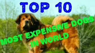 Top 10 Dogs in World | top 10 Most expensive Dogs in World | Top high price dogs | best dogs