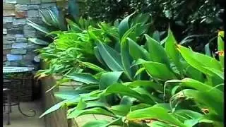 Landscaping for Sydney Courtyard and Pool