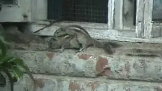 Mating -Three stripped Palm Squirrel (Funambulus palmarum)