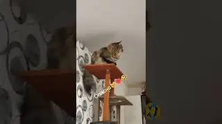 Итог может быть плачевный#helenared#cat#охота