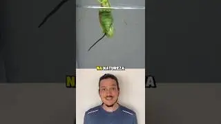 Louva-a-deus Parasitado