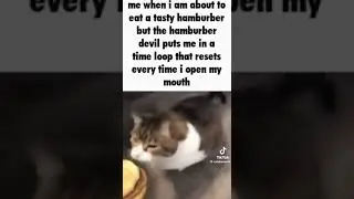 Endless dispare #timeloop #cats #catmemes #funnyshorts #funnyvideo #catvideos #catvideo #funnycats
