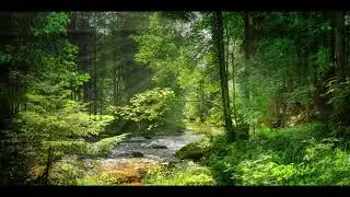 AMBIENT NATURE VIBES // FOCUS BACKGROUND SOUNDS // BIRD SONG