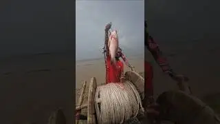 5 kg shark bait throwing with big hook #fishing