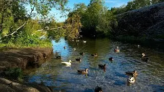 Norwegian Nature: Along Futelva river in Bod&oslash;
