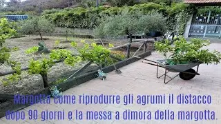 Margotta come riprodurre gli agrumi il distacco dopo 90 giorni e la messa a dimora della margotta.