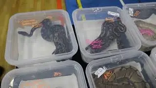 Massachusetts Reptile Expo (November 20, 2022)