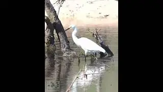 Little Egret  #shorts