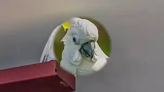 Article 19   SULPHUR-CRESTED COCKATOO &ndash; CACATUA GALERITA