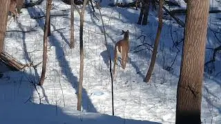 Monster Buck Walks by Deer Feed!!