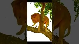 Bee attack lion #animals #bee #lion #shorts #viral