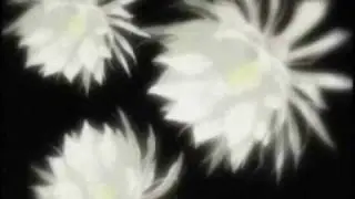 Wolf's Rain - Now We Are Free