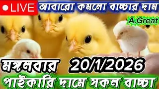 আজকের মুরগির  বাচ্চার দাম | ২০ জানুয়ারী ২০২৬। Live Poultry Market Update Bangladesh