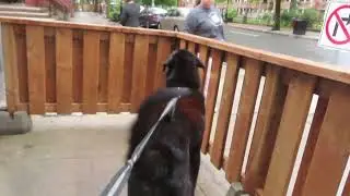 Deogy going after Meth Head on Queen Street in Fredericton!!!!