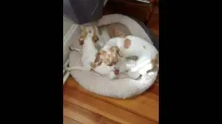 Uncle Gus the Coolest Manx Cat & Puppies