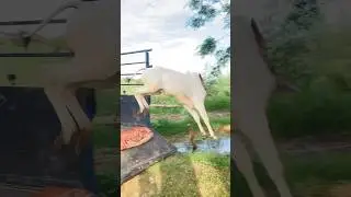 cheta ox race punjab #viral #horse #viral #trending #horselover #ox #automobile