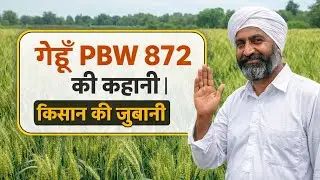 गेहूँ DBW 872