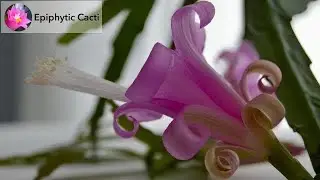 Disocactus nelsonii subspecies nelsonii