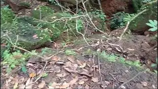 Mysteries of sacred forests and pristine plateaus of Goa (5)