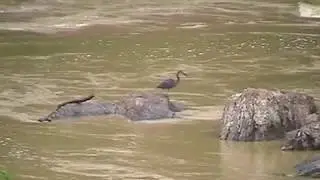 Borneo 2001 Part 3