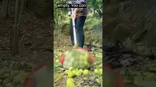 Легко собирайте орехи, мячи для гольфа и многое другое с помощью большого вращающегося орехоуборо...