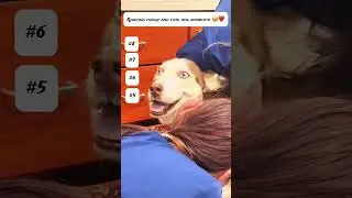 #dog #dogshorts I ranked funny dogs moments which do you think deserve the first ,comment below