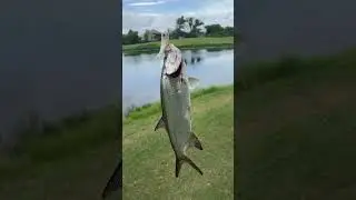 I just caught a baby tarpon in a freshwater pond!!