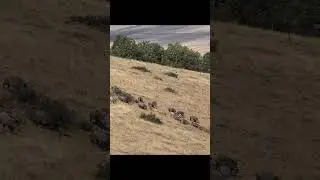 Full video☝️☝️ domuz avı, wild boar hunting , Chasse aux sanglier caccia #wildboar #hunting