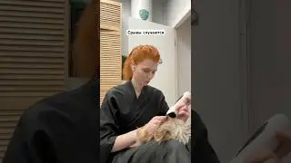 Никакой выдержки #собака #собаки #кот #кошка