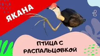 Якана.  Семейные тайны птицы.