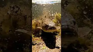 🎣 Bream FEAR This Rig! 🤫 Secret Bait Trick for HUGE Catches! 🏆 #fishing #bream #bait