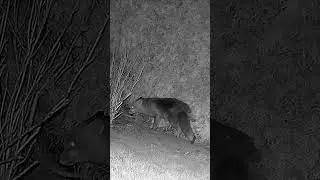 Fox marking his territory and smiling #foxwatching #wildlife #wildfox