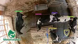 Beyond Proximity: Vision-Based Social Network Analysis of Dairy Cow Interactions