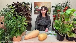 ЭТИ ОГУРЦЫ И КАБАЧКИ ТОЧНО ПОСАЖУ В 2026 ГОДУ!