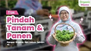 ORGANIC MOMS EPISODE 5: PANGAN ORGANIK KEBUN SENDIRI SERTA TIPS PINDAH TANAM DAN PANEN KEBUN KOTA