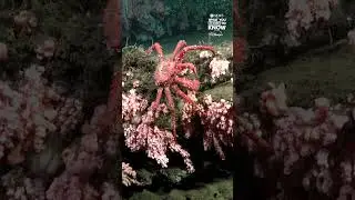 Scientists discover thriving coral reefs off the coast of Uruguay