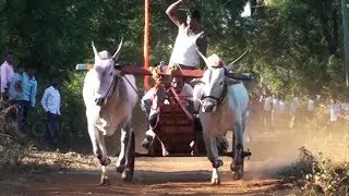 Belagali bulls at Chikkasamshi bullock cart race