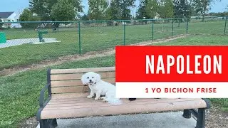 Napoleon | 1 Year Old Bichon | Small Dog Training | 7 Day Transformation | Freedom Board and Train