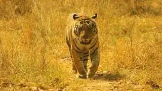 Nilgiri Biosphere Reserve