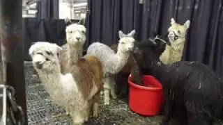 National Alpaca Show