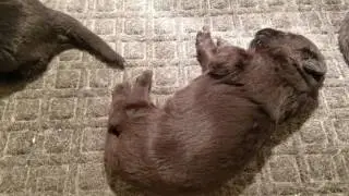 Juno x Zee litter 2 weeks old