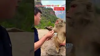 &diams;️Chalaki Bhari पड़ गई 😂 | Monkeys #funny #shorts