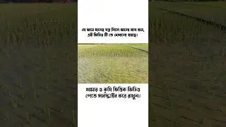 কি ভাবে ধানের যত্ন নিতে হয়🌾?#shorts