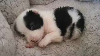 На стройке нашли скулящего от голода щенка. А он оказался с сюрпризом!